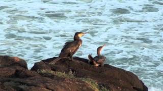 Near to the heart of God.mov