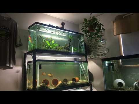 My fish room, an introduction to some of the tanks we have