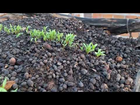 CENÁRIO DO INTERIOR CEARENSE NO MUNICÍPIO DE SENADOR SÁ-CE. 