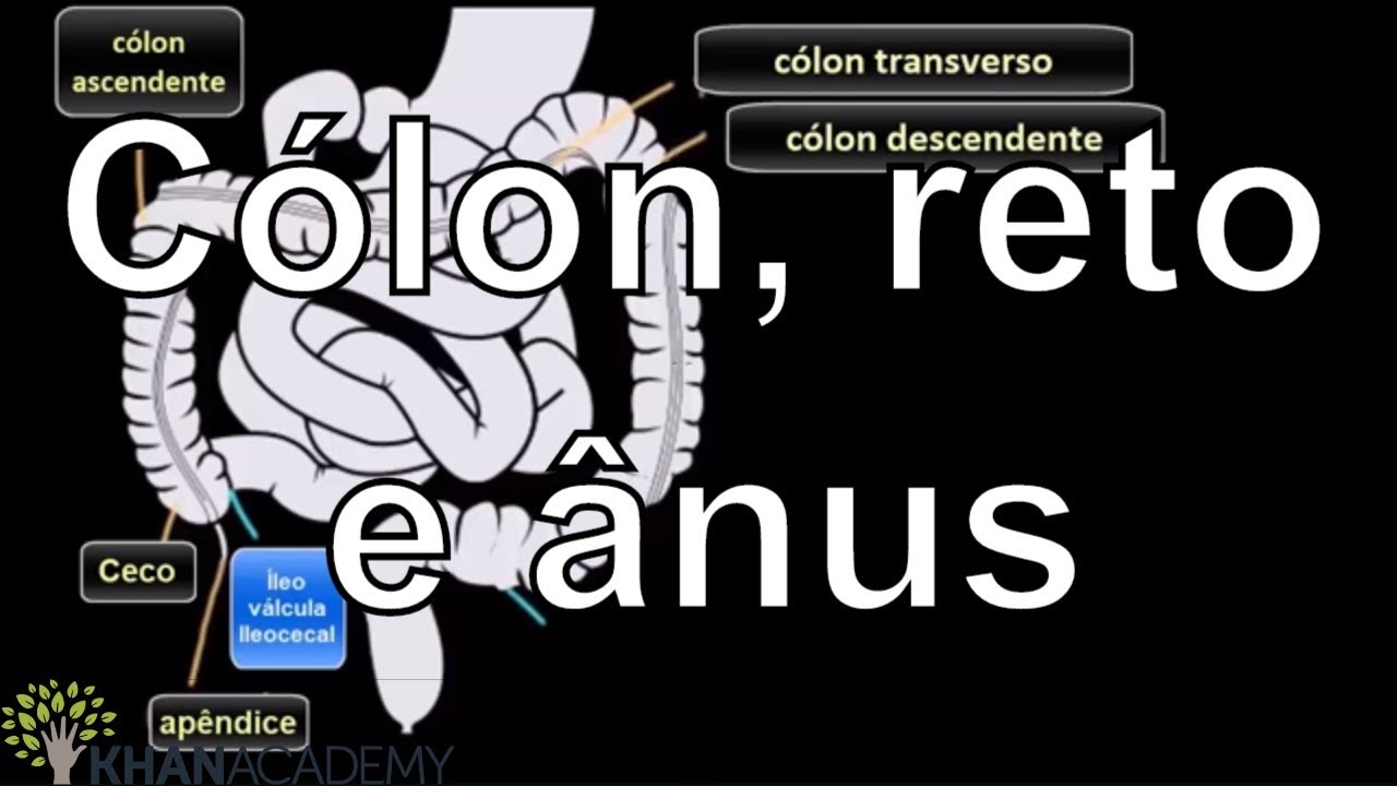 Cólon, reto e ânus | Vida e evolução | Khan Academy