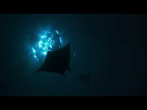 Mobula Rays
