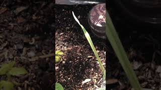 How to get rid of Pill bugs( rolly pollies) and Millipedes from your garden