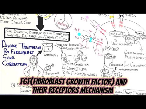 FGF/FGFRs Mechanism(Signalling) @umerfarooqbiology7083
