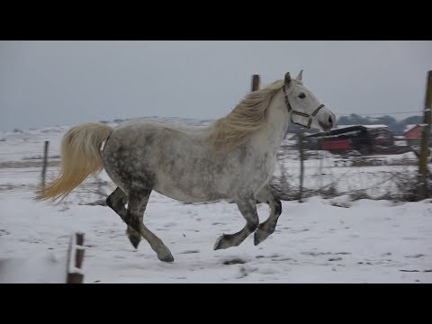 Caii lui Vlad de la Jucu de Sus, Cluj - 2019 Nou!!!