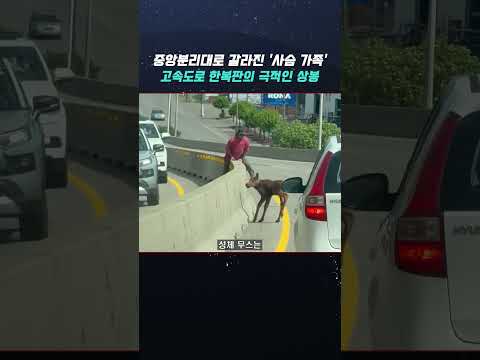 중앙분리대로 갈라진 '사슴 가족' 고속도로 한복판에서 극적 상봉