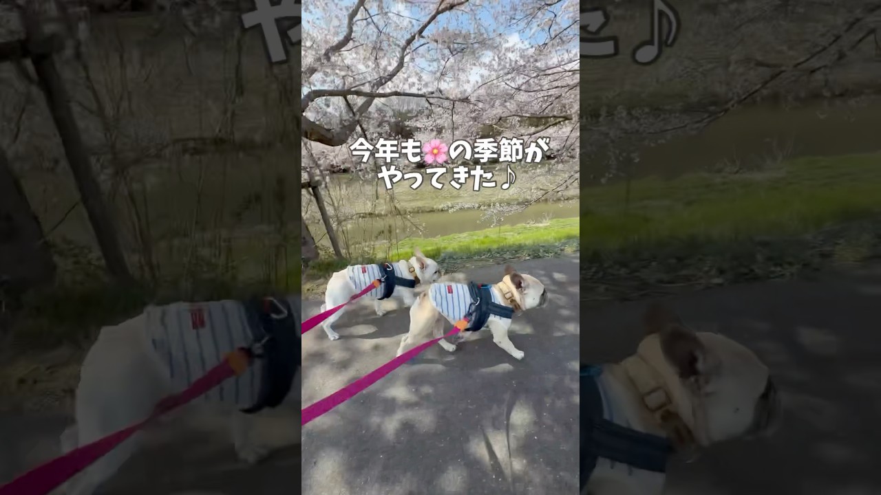 仲良しふたりとお花見散歩🌸#shorts#shortsvideo #frenchbulldog #フレンチブルドッグ #フレブル7兄弟 #フレブル多頭飼い
