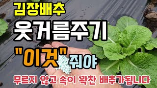 배추 웃거름주는방법 배추 추비주는 시기 배추비료주는 방법 배추병해충방제 텃밭농사