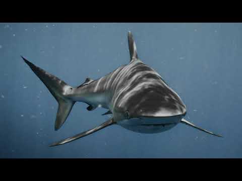 Atribut Feat. Zanjma - Be My Love (Whoriskey Remix) [Freegrant Music]