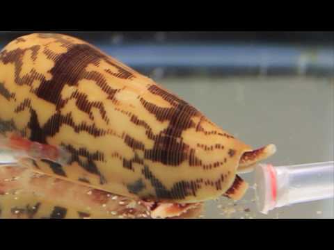 Killer Cone Snails