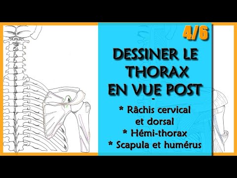 ANATOMY - THE THORAX IN POST VIEW - 4) Cervicothoracic spine, hemithorax and scapula.