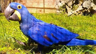 Parrot Blue Ara in the Zoo Georgia - Animalz TV