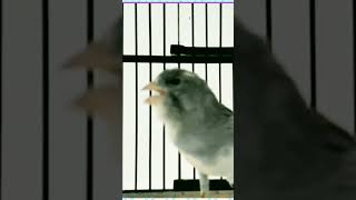 Download lagu BEST CANARY SINGING - CANTO DO CANÁRIO BELGA CANTANDO #canarysong #birdsinging #birds #canario mp3 Download lagu BEST CANARY SINGING - CANTO DO CANÁRIO BELGA CANTANDO #canarysong #birdsinging #birds #canario mp3
