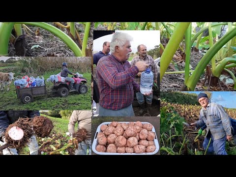 Story of my life with Fernando Silva (7th Episode) Picking yams Faial Island