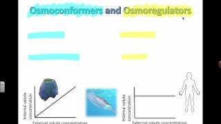 Osmoconformers and Osmoregulators (IB Biology)