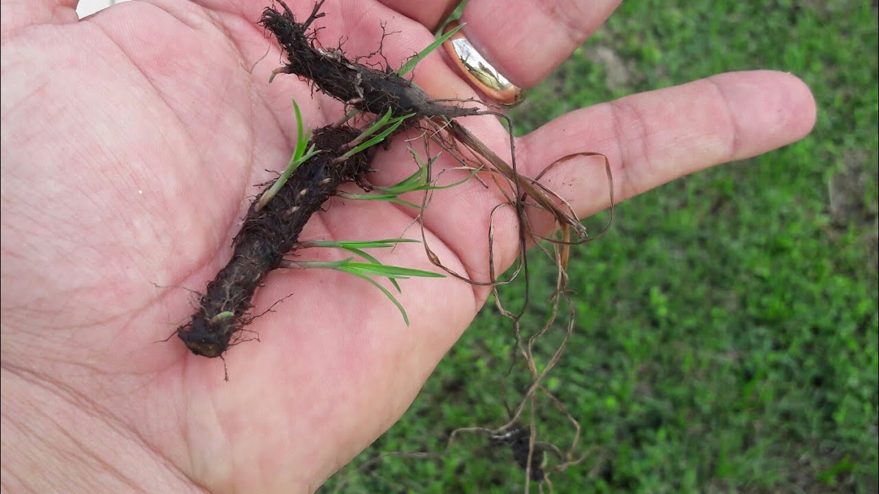 Como acabei com a Tiririca