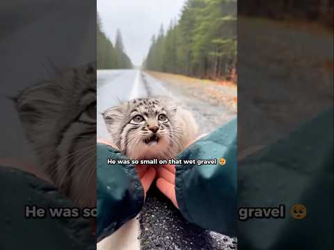 I Found a Tiny Pallas Cat Being Attacked by Two Wolves in Oregon. My Dog Had Other Plans❤️