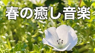 【春の癒しBGM】春を感じて心が落ち着く優しいリラックス音楽、自律神経を整え不安やストレス解消のためのヒーリングミュージック/睡眠用・作業用・勉強用BGM
