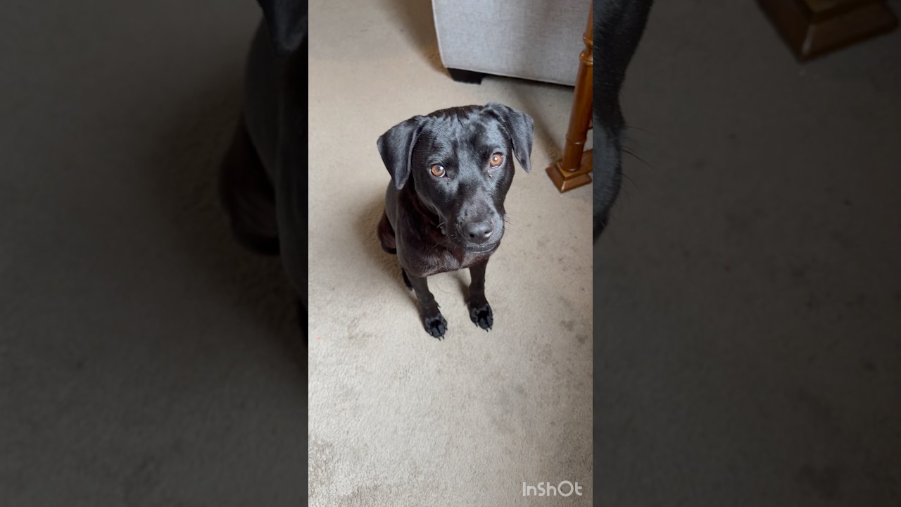 Molly, a Adoptable mixed breed in Stephenson, VA video 4/6