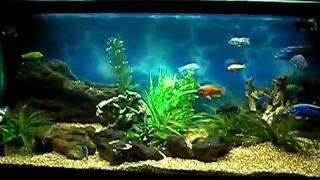 preview picture of video 'African cichlid Aquarium'