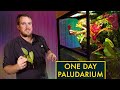 Paludarium One Day Build — Creating a Custom Aquarium