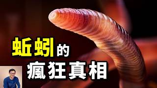 為什麼說蚯蚓是世界上最重要的動物？達爾文研究40年，發現蚯蚓的瘋狂真相！如果地球上沒有蚯蚓…【老肉雜談】#動物 #地球 #科普 #蚯蚓