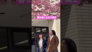 春が来ました。