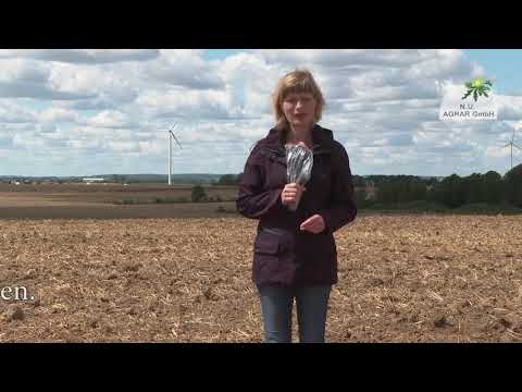 163. Feldexkursion: Rapserträge 2020 - NU Agrar, 22.07.2020