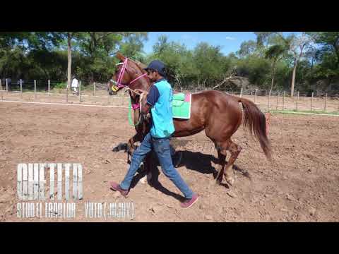 CHETITA VS GATO PULGUÉS VS NO QUERIDO