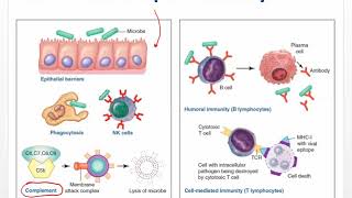 Ch 6 Lecture Video   Innate Immunity Inflammation Fever