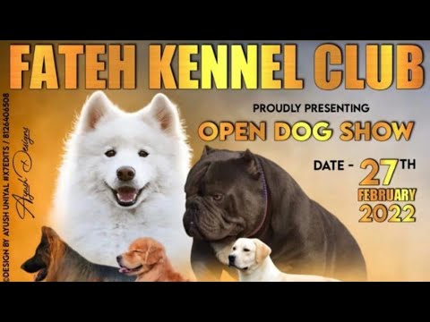 FATEH KENNE CLUB OPEN DOGOW 27 FEB 2022 ANAJ MANDIBIKHI DIST MANSA GOLDENRETRIEVER SPECIALITY.