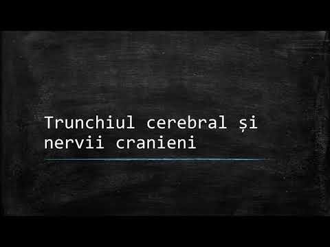 Trunchi cerebral, cerebel, diencefal