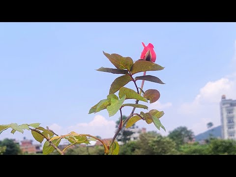 Subash timro,Sanjeev Singh|short lyrics|musical vlog|music mood