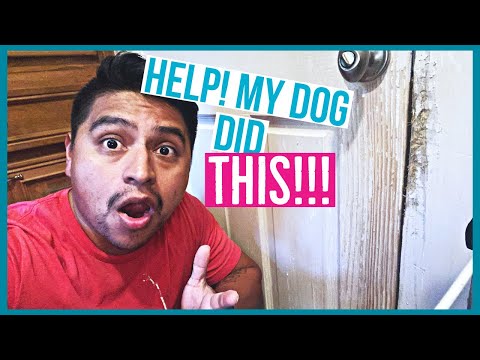 Dog Scratched The Door and Trim ?!!!  | THE BEST Trim wood and Door Repair Video