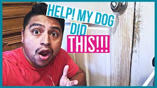 Dog Scratched The Door and Trim ?!!!  | THE BEST Trim wood and Door Repair Video