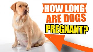 HOW LONG are DOGS PREGNANT🐶🖐️