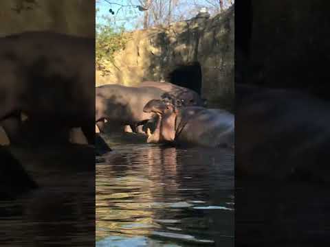 Fritz rides Bibi's back while Fiona and Tucker argue, mom protects both hippo kids