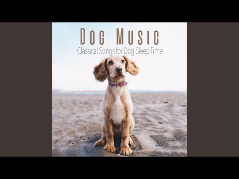 Dancing in the Moonlight With Your Dog