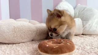 ハーフ犬の動画01