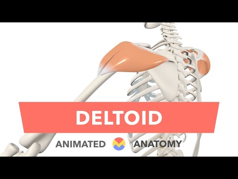 Deltoid - Anatomy, Origin, Insertion, Actions, Innervation + Blood Supply Animated