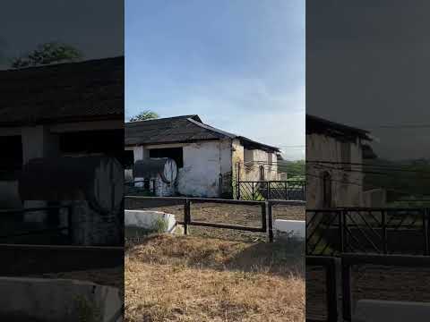 Fazenda castanha grande em São Luís do Quitunde AL , #music