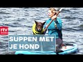 Suppen met je huisdier? Dat kan nu op het Paterswoldsemeer | RTV Drenthe