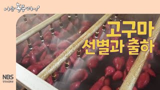 [나는농부다 276회] 고구마 선별과 출하