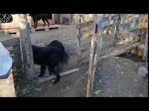 video 1603047806 mp4 Negrutzu