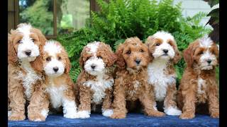 Video preview image #1 Cavapoo (Miniature) Puppy For Sale in NARVON, PA, USA