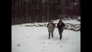 Teaching a fearfu/bold Appaloosa horse how to lunge part 3