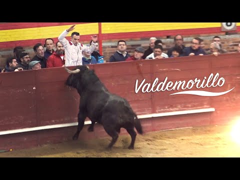 Valdemorillo 2020 Toros Bravos, Suelta y Capea