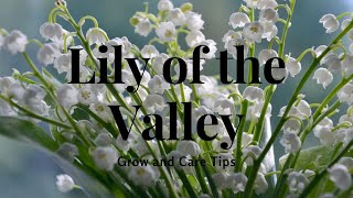 Lily of the Valley: Grow and Care Tips