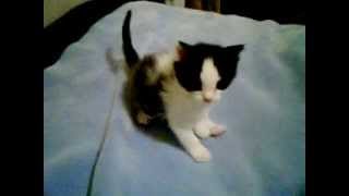 Small kitten gets scared and falls off bed frightened!