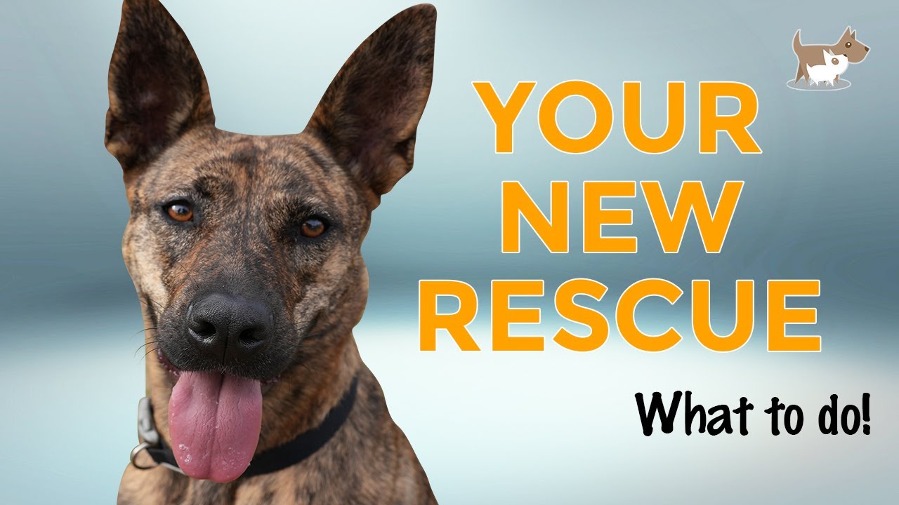 10 Tips for Rehoming a Rescue Dog