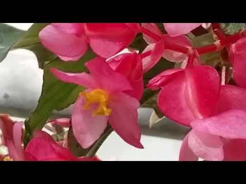 BEGONIA 'PAPER SNOWFLAKE' PLANT